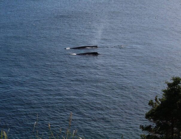 Whale Watching Newfoundland